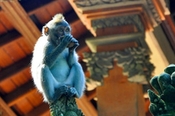 Visiting Sacred Monkey Forest, Bali