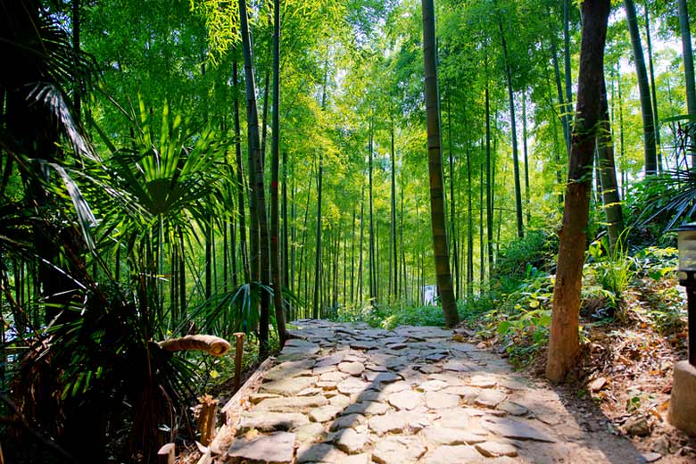 Weave through the bamboo forest on the slopes of Moganshan