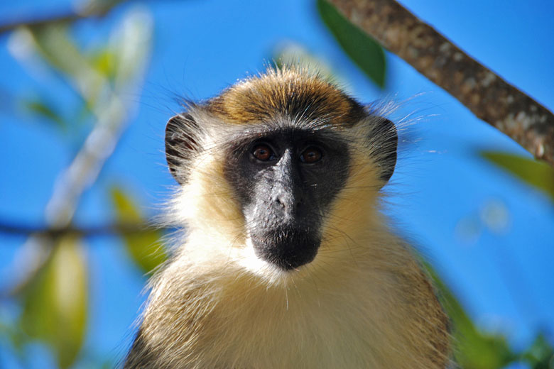 Barbados Green Monkey