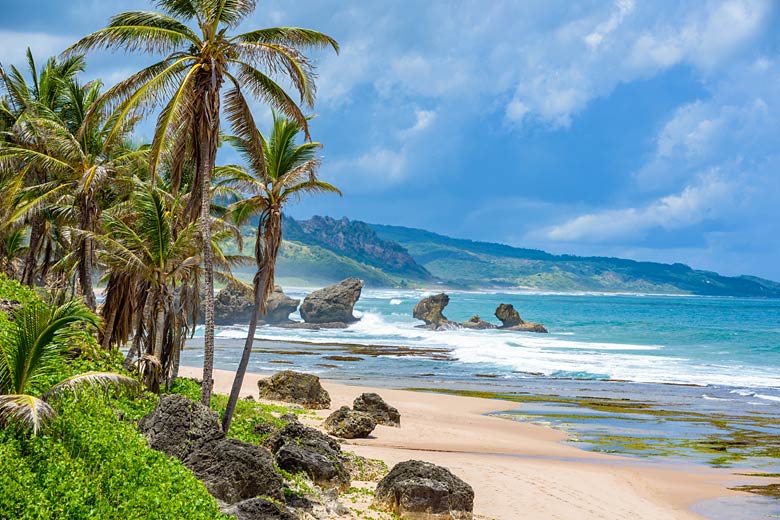 The wilds of east coast Barbados