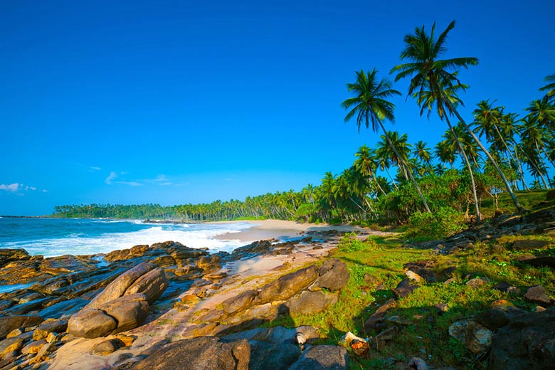 Beach with palm trees in Sri Lanka