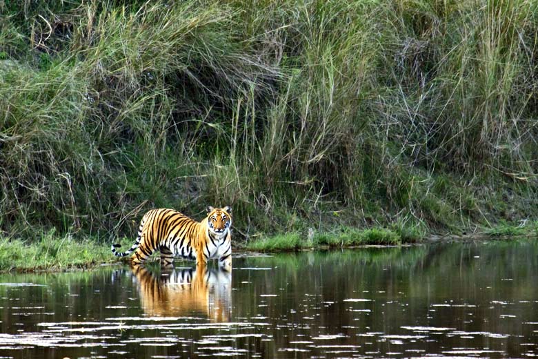 Bengal tiger spotted on the river's edge