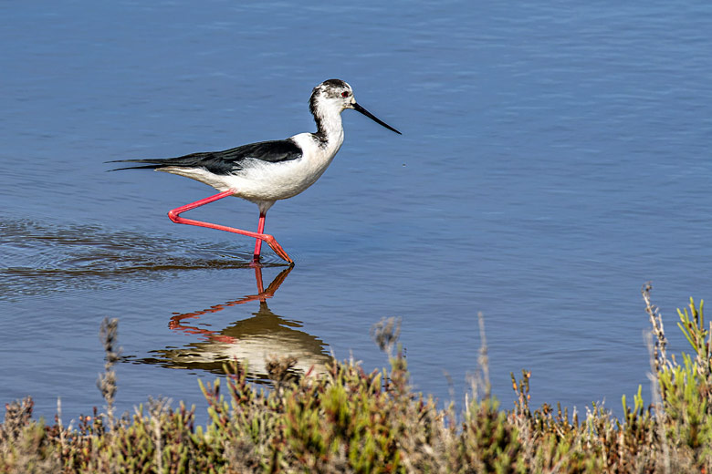 A wading blackwinged stilt in the Ria Formosa