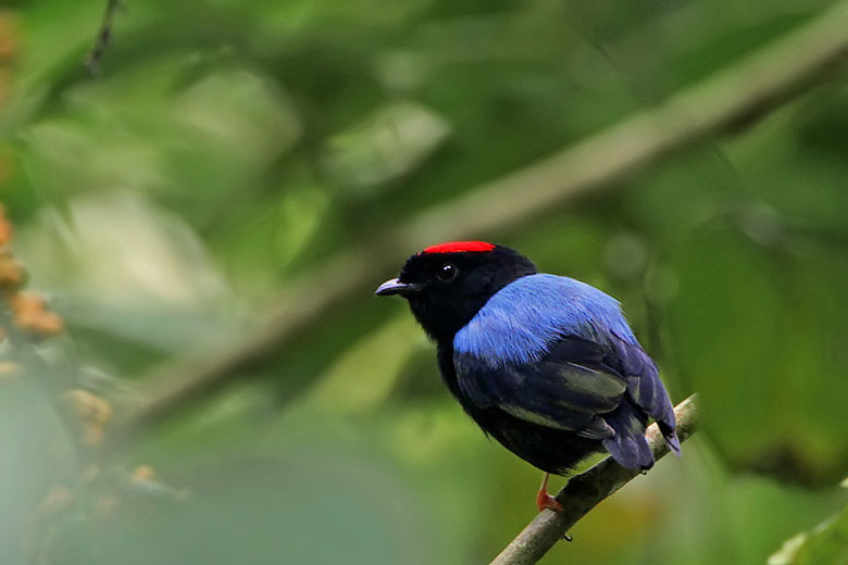Blue-backed manakin, Tobago rainforest © Steve Garvie - Wikimedia Commons
