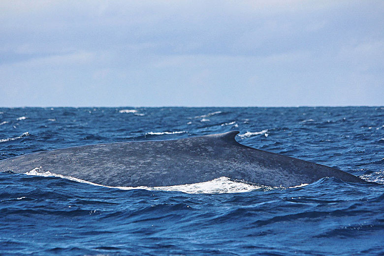 Blue whale off the south coast of Sri Lanka