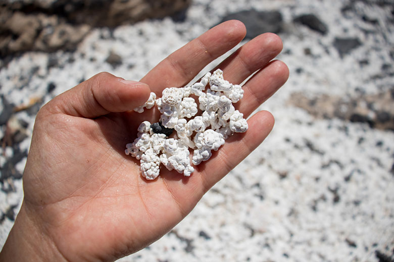 Feel calcified algae ‘popcorn’ on El Hierro Beach