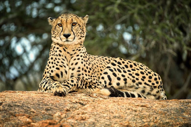 A cheetah watches on at Madikwe Game Reserve