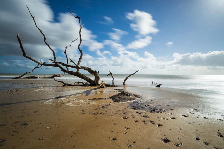Gnarly tree trunks on Covehithe Beach, Suffolk Gnarly tree trunks on Covehithe Beach, Suffolk