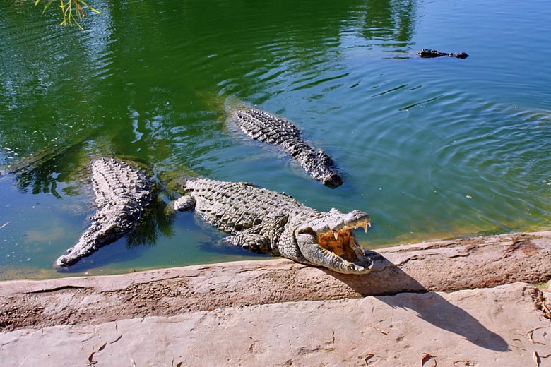 Meet the crocs at Parc Djerba Explore © Ann-Mary - Adobe Stock Image