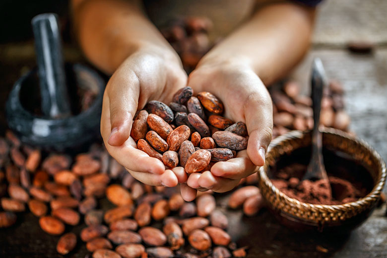 Discover how chocolate is made in St Lucia © Grafvision - Fotolia.com