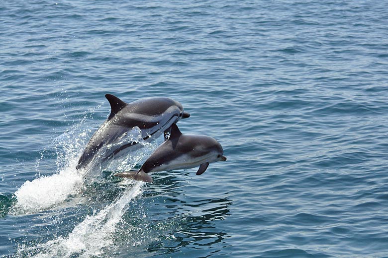 Go dolphin-watching in the Straits of Gibraltar