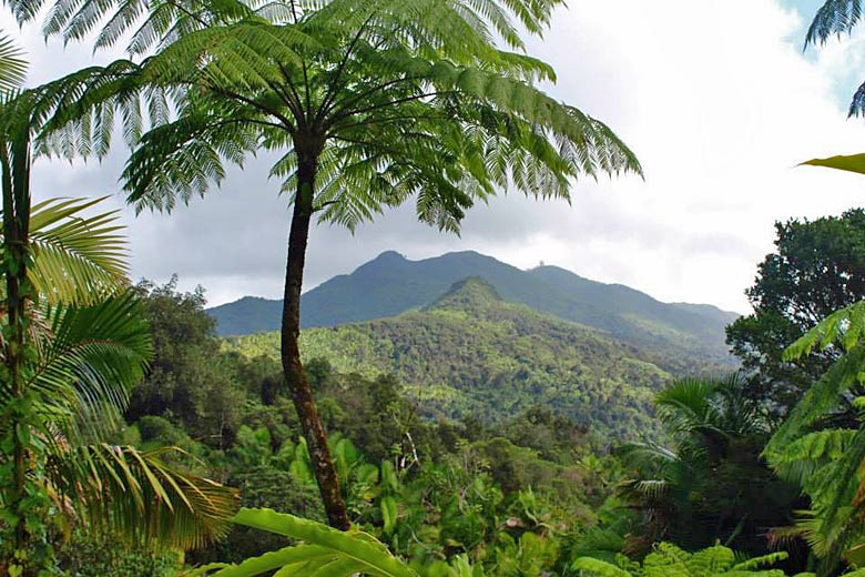 High in the mountains of El Yunque National Forest