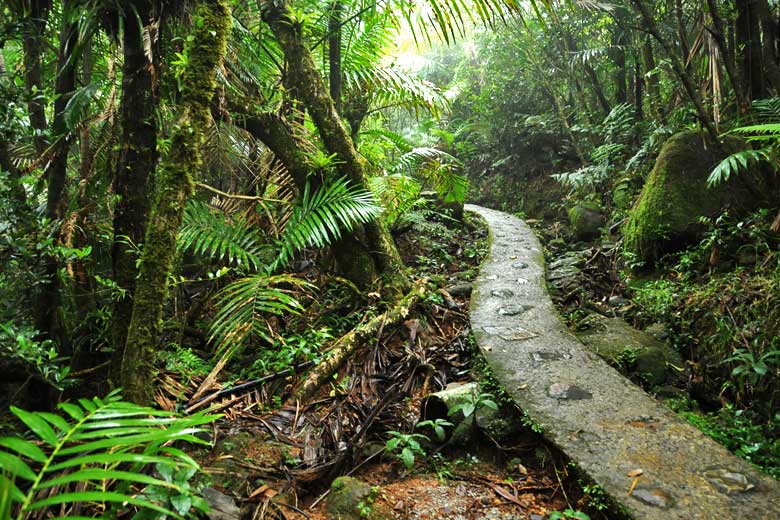 On the El Yunque rainforest trail, Puerto Rico © Diego Cupolo- Flickr Creative Commons