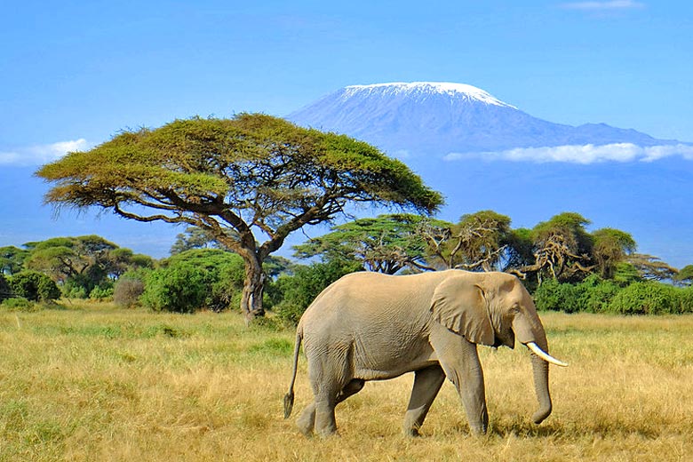 Elephant-spotting in Amboseli National Park, Kenya