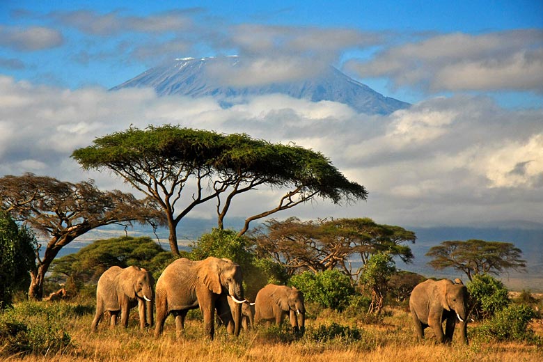 Elephant family in the shadow of Mt Kilimanjaro, Kenya
