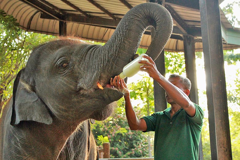 Feeding time at the Elephant Transit Home, Udawalawe © Sri Lanka Elephant - Flickr Creative Commons