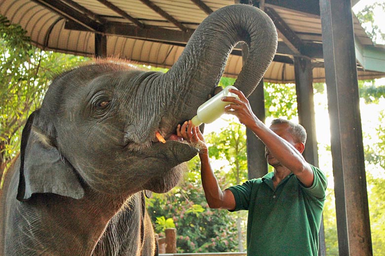 Feeding time at the Elephant Transit Home, Udawalawe