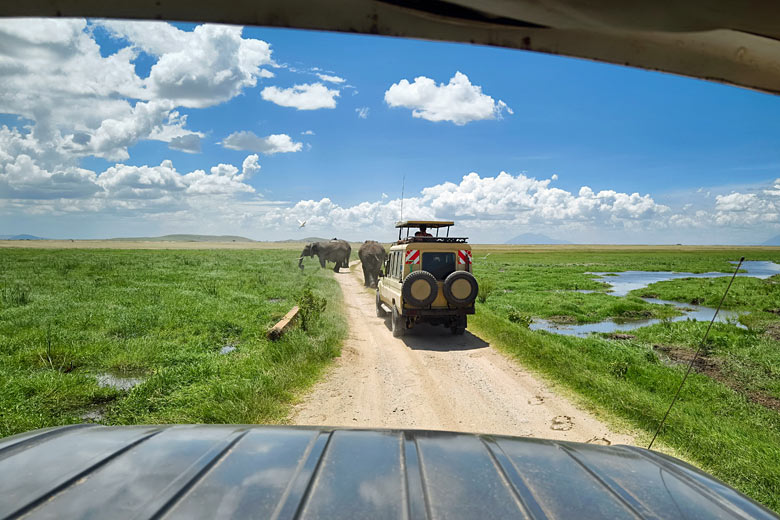 Elephants in the Amboseli National Park, Kenya