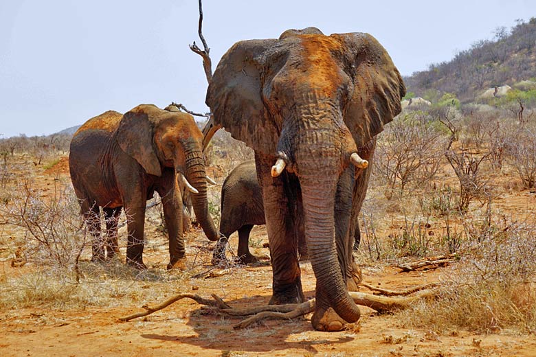 Muddy elephants on the move in Madikwe Game Reserve © Kirsten Henton