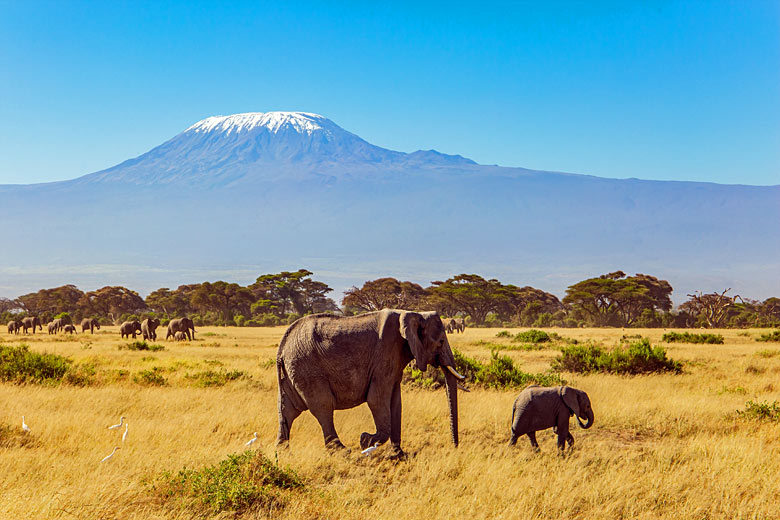 Amboseli National Park in the shadow of Mount Kilimanjaro