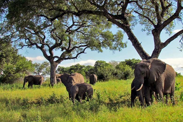 Kruger National Park, South Africa © David Berkowitz - Flickr Creative Commons
