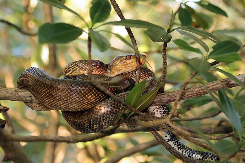 Mango snake, a non-venomous boa © Charles J Sharp - Wikimedia Commons