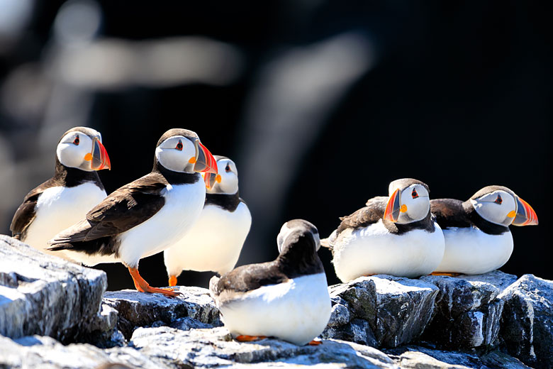 Go puffin-spotting on a boat trip to the Farne Islands