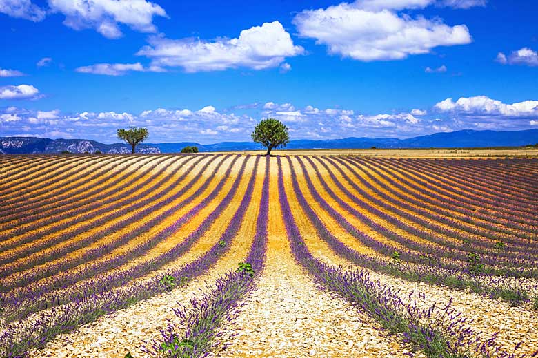 Field of lavender in Provence, South of France