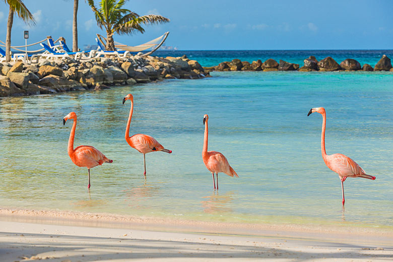 Frolicking flamingos on the beach in Aruba