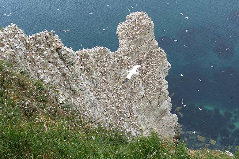 Gannets nesting on the cliffs at Bempton