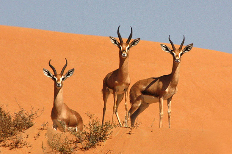 Curious gazelle in the Dubai Desert Conservation Reserve © Charles Sharp - Flickr Creative Commons