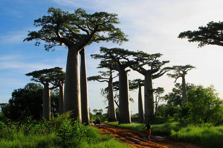 Giant Baobab trees, Madagascar © Bernard Gagnon - Wikimedia Commons