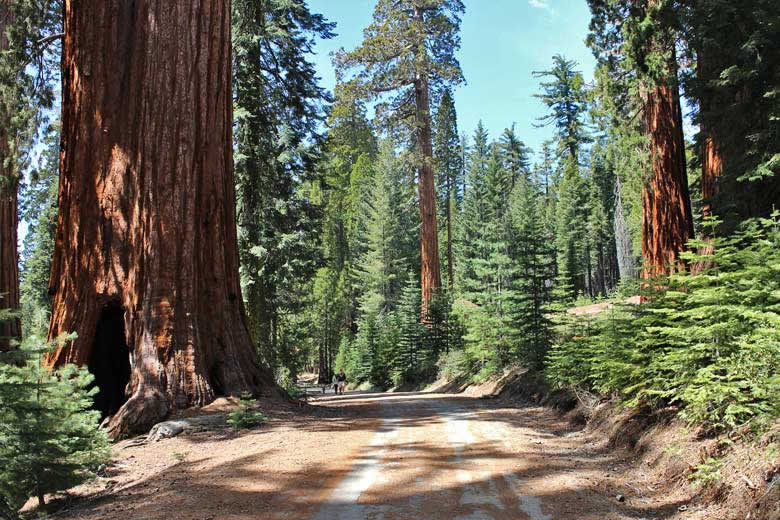 Walking through sequoia forest, California © energylabsbr - Flickr Creative Commons