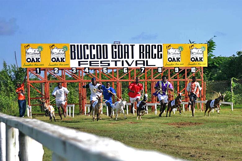 Try a day at the goat races in Buccoo - photo courtesy of www.gotrinidadandtobago.com