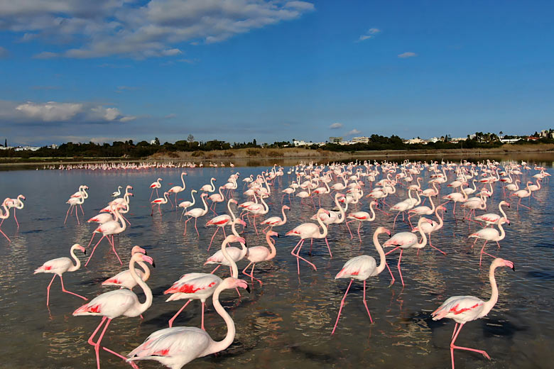 Flamingos in the Akrotriki Peninsula © Ru4eek - Adobe Stock Image