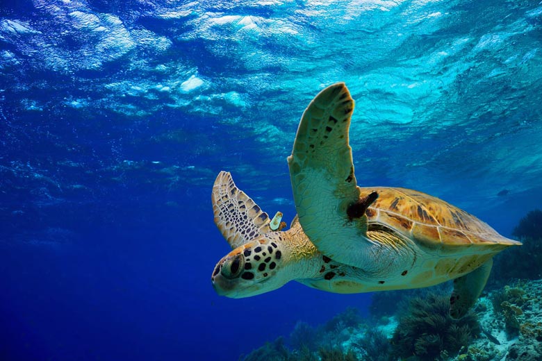 Green turtle, a common sight on Mexico's Caribbean coast © Isabelle Bonaire - Fotolia.com