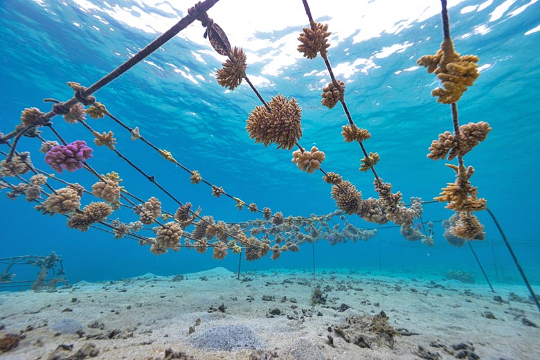 Growing corals at an underwater nursery
