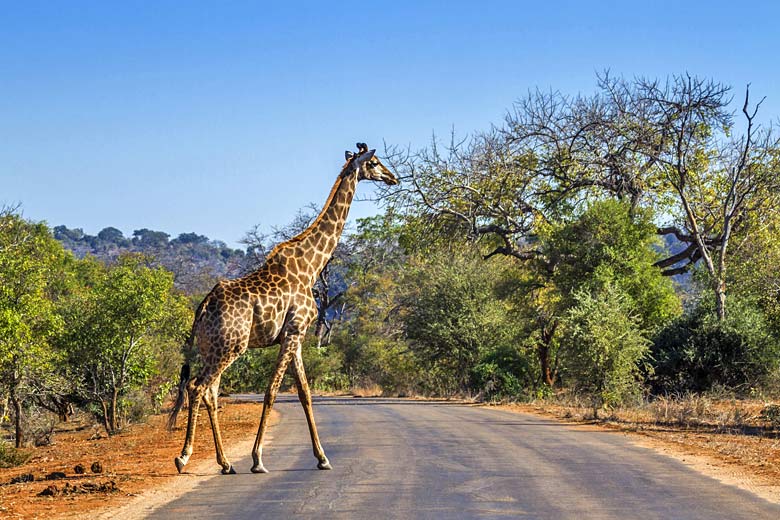 How to get the most out of Kruger National Park, South Africa © UTOPIA - Fotolia.com