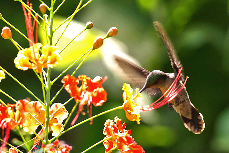 Hummingbird in Hunte's Gardens, Barbados © Alfback2003 - Flickr Creative Commons