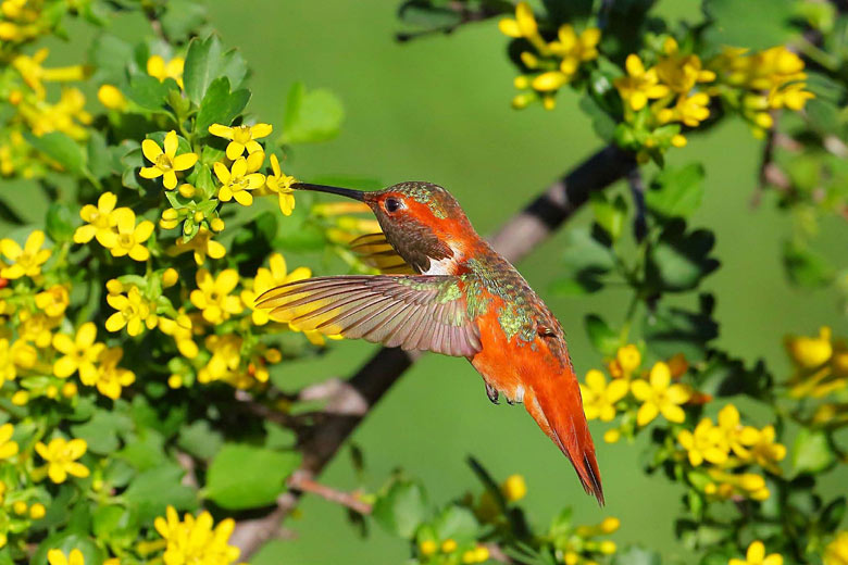Rufous hummingbird feeding in Vallarta Botanical Gardens - photo courtesy of www.vbgardens.org