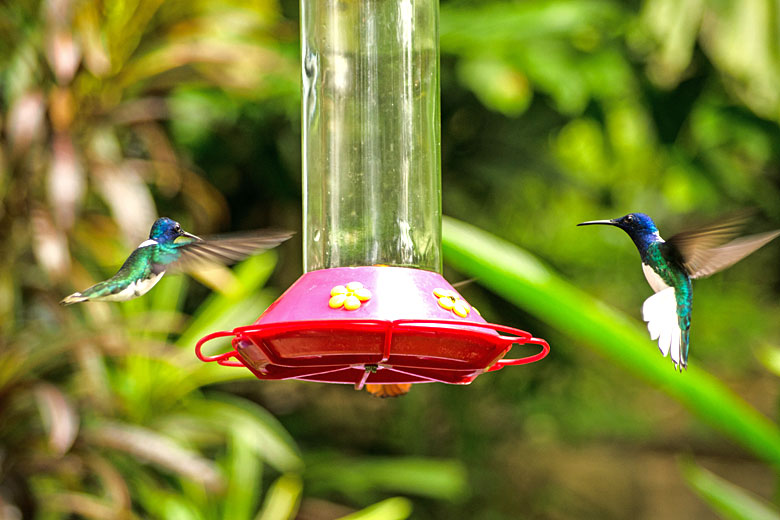 Hummingbirds at the Adventure Farm & Nature Reserve, Tobago © BasPhoto - Adobe Stock Image