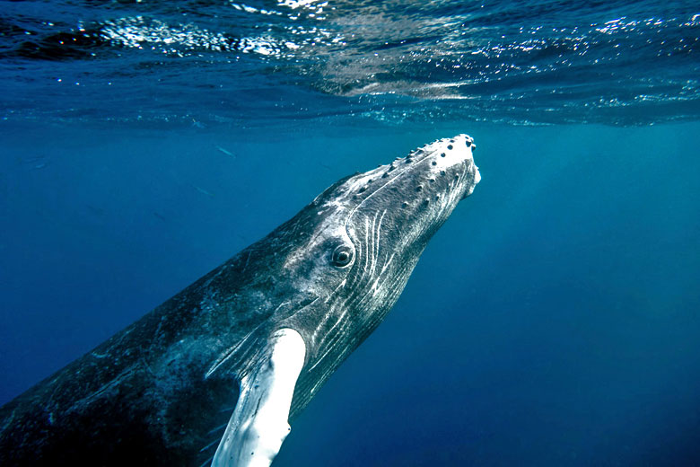 Inquisitive humpback calf spying on whale watchers © Christopher Michel - Flickr Creative Commons