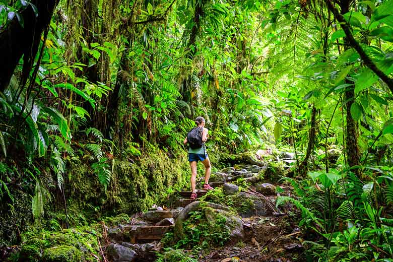 Hike in the greenery of Guadeloupe National Park