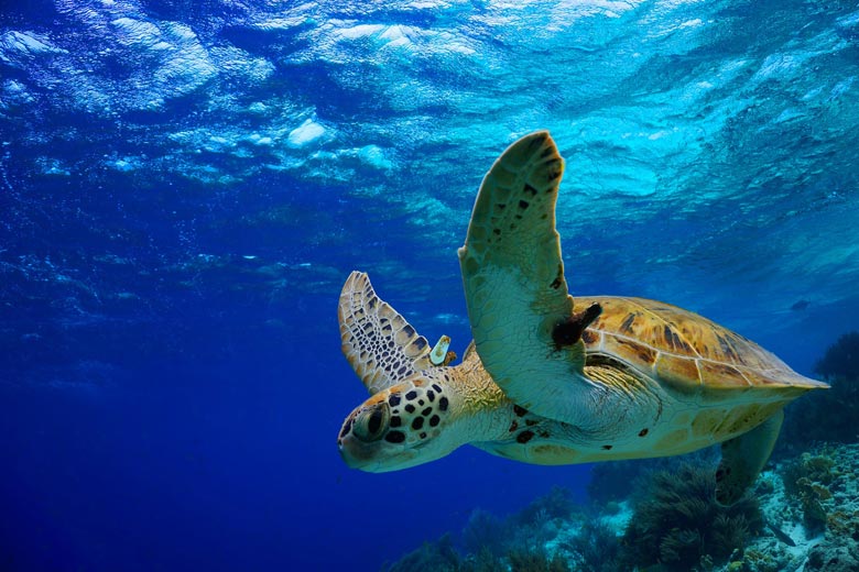 Juvenile green turtle on the reef © Isabelle Bonaire - Fotolia.com