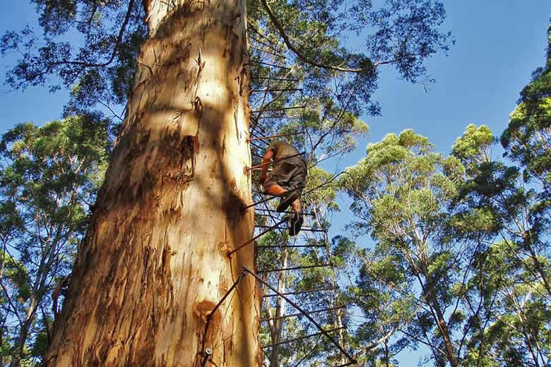 Karri Forest south of Perth, Australia Karri Forest south of Perth, Australia