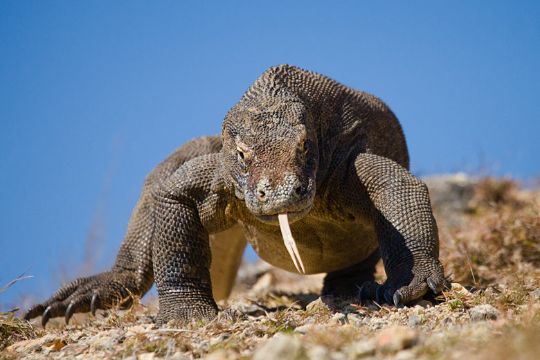 A komodo dragon in its namesake national park