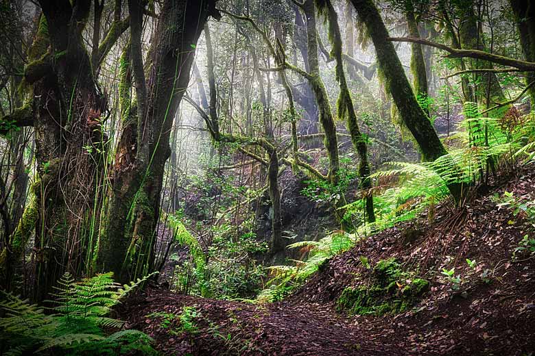 Laurel forest, La Gomera © Joachim S Müller - Flickr Creative Commons