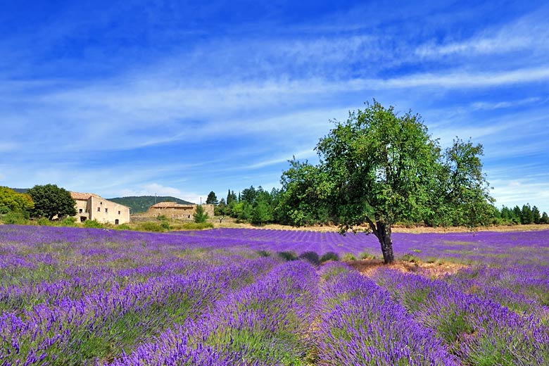 Where to see lavender bloom in France without the crowds
