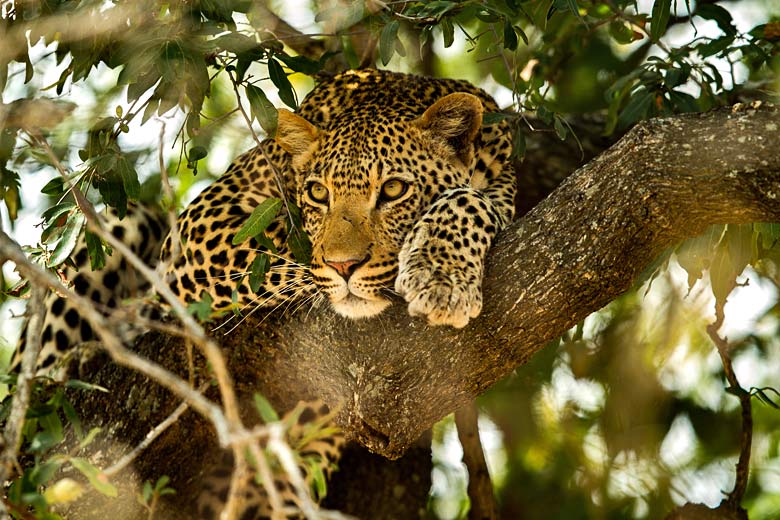 Leopard resting in a tree, Kruger National Park, South Africa