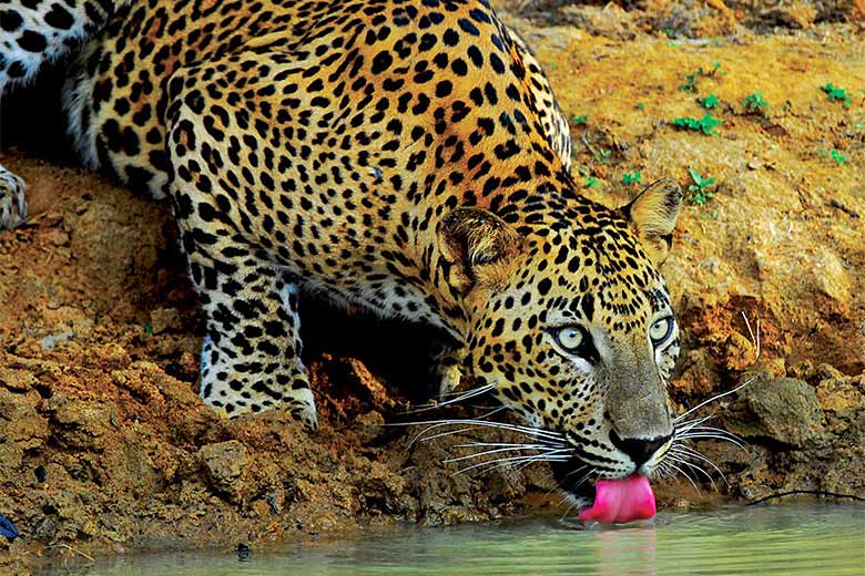 Leopard in Yala National Park, Sri Lanka - photo courtesy of Sri Lanka Tourism
